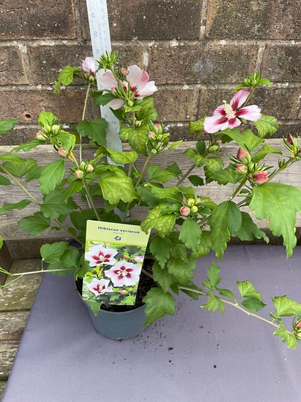 Hibiscus syriacus Hamabo - 3ltr pot