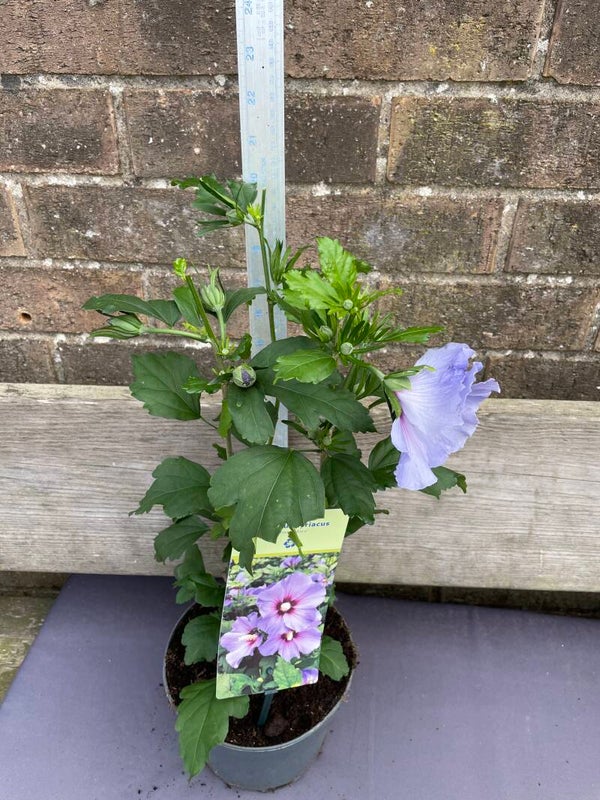 Hibiscus syriacus Oiseau Bleu - 3ltr pot