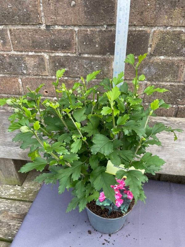 Hibiscus syriacus Duc de Brabant - 3ltr