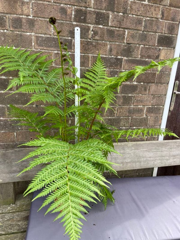 Cyathea Cooperi tree fern - 5ltr pot