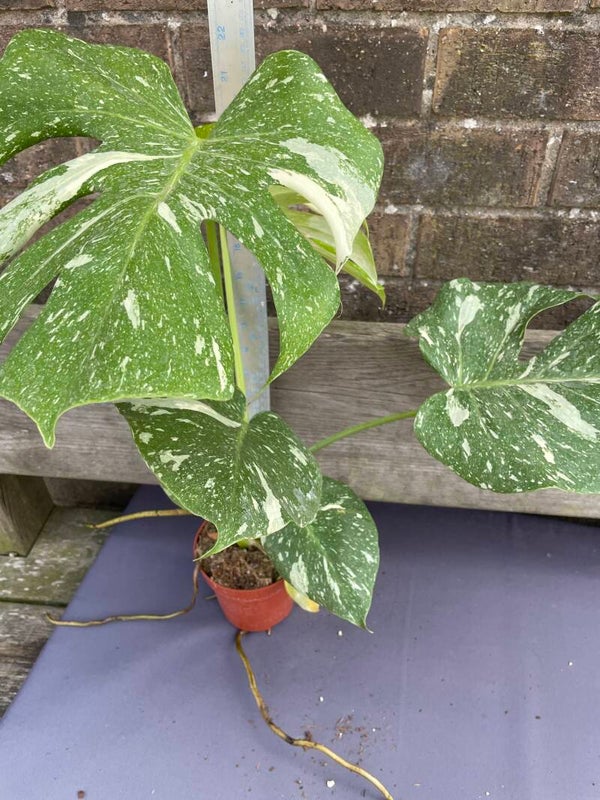 Monstera Thai Constellation - 10cm pot