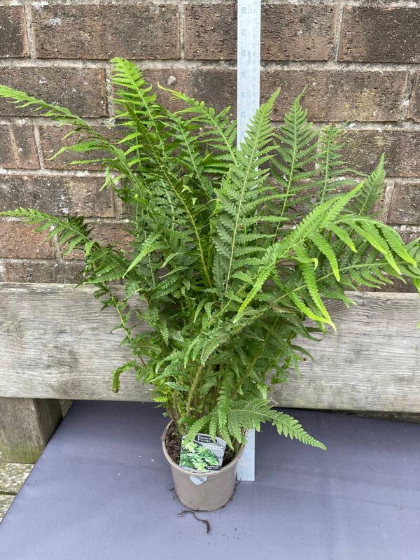 Thelypteris decursive- pinnata - 1ltr pot