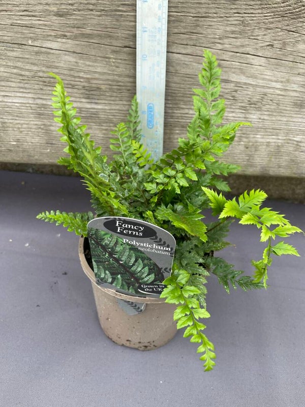 Polystichum neolobatum - 1ltr pot