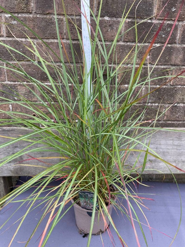 Miscanthus Ruby Cute - ornamental grass 2ltr pot