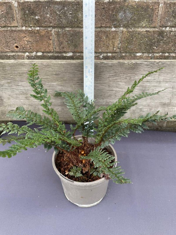 Polystichum shiny holly - 3ltr pot