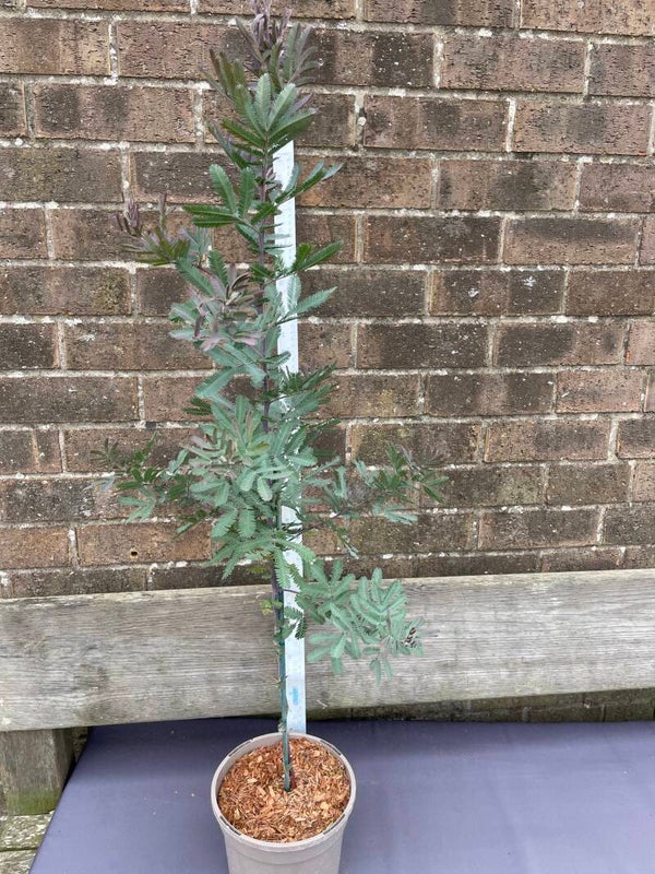 Acacia baileyanna Purpurea - 3ltr pot