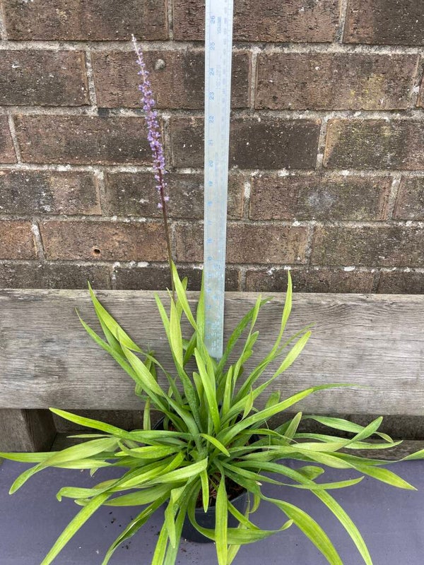 Liriope Wild Form - 2ltr pot