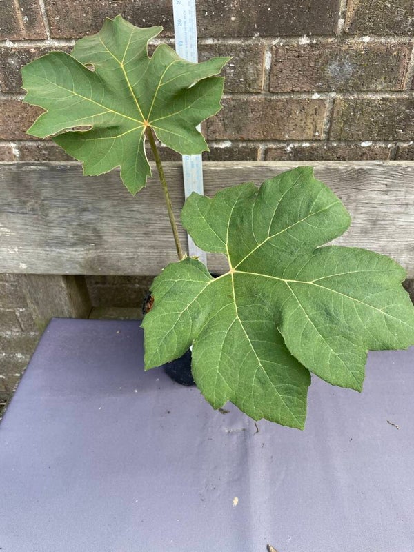 Tetrapanax papyrifer  Rex - 2ltr pot