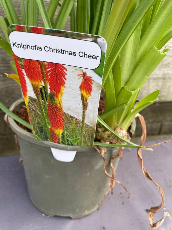 Kniphofia Christmas Cheer - 3ltr pot