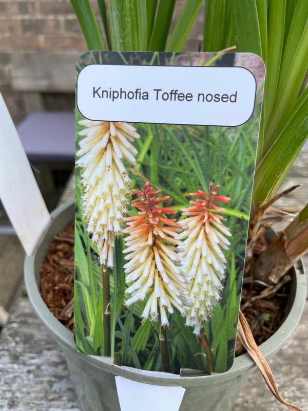 Kniphofia Toffee Nosed - 2ltr pot