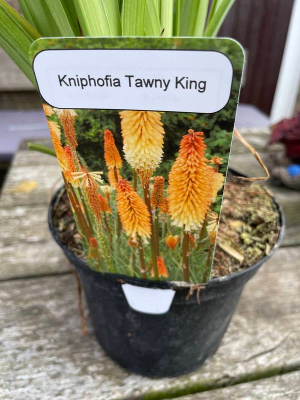 Kniphofia Tawny King - 2ltr pot