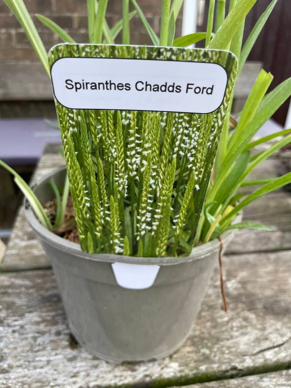 Spiranthes Chadds Ford - 2ltr pot