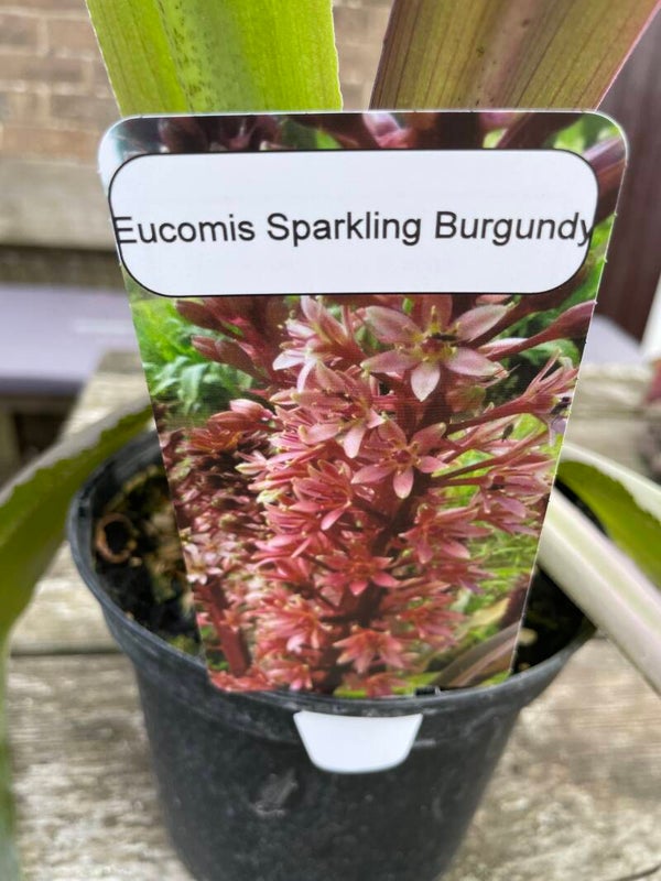 Eucomis Sparkling Burgundy - 2ltr