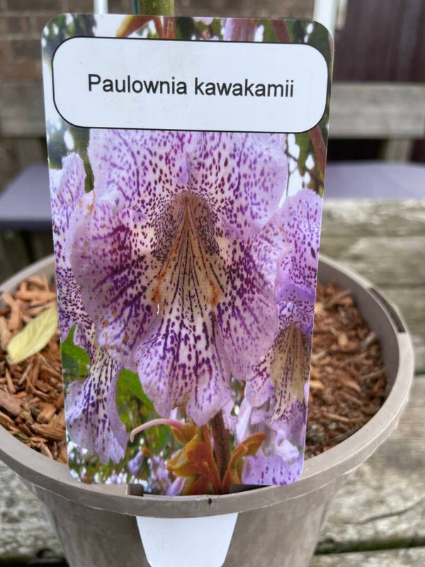 Paulownia kawakamii - 3ltr pot