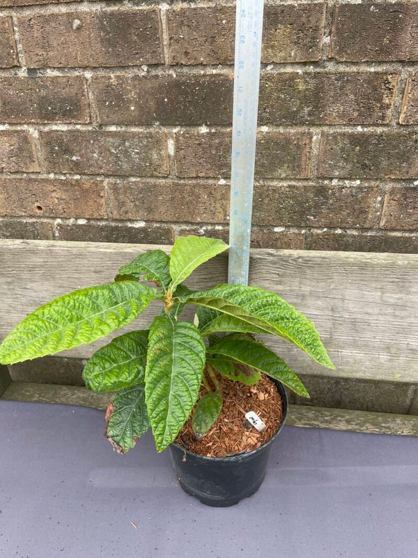 ERIOBOTRYA JAPONICA. Loquat Tree - 3ltr pot