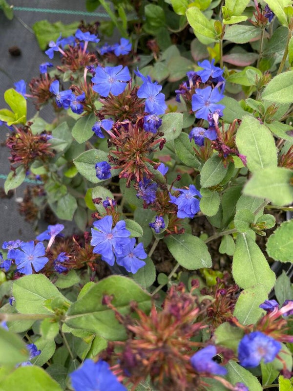 Ceratostigma plumbaginoides - 3ltr pot