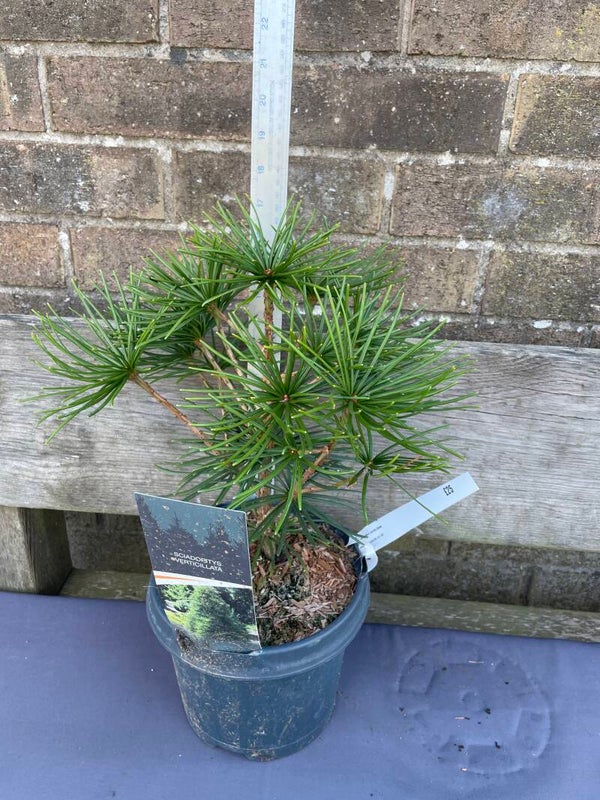 Sciadopitys Verticillata / Japanese Umbrella pine -  2ltr