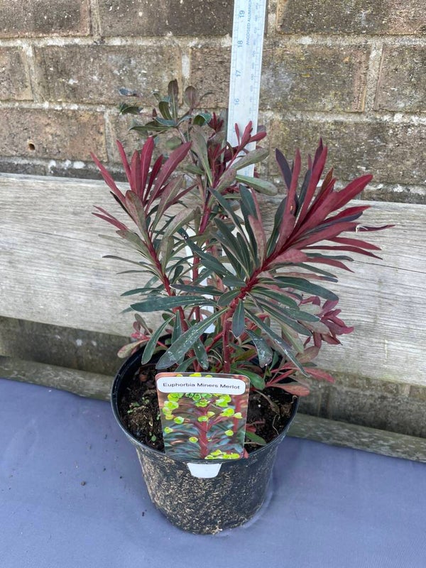 Euphorbia purpurea Miners Merlot - 3ltr