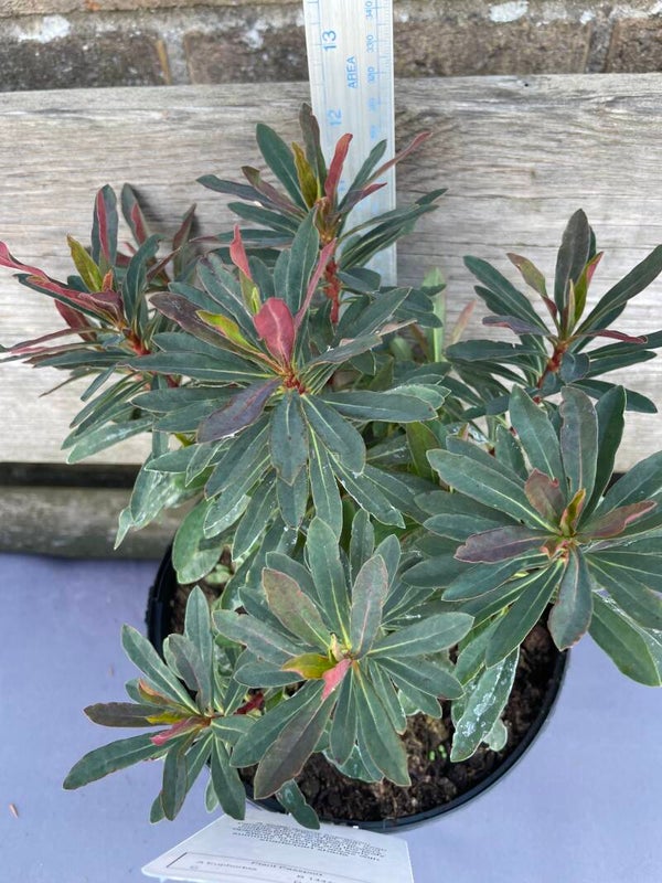 Euphorbia Purpurea - Wood Spurge 3ltr pot