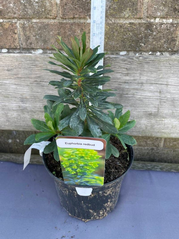 Euphorbia amygdaloides var. robbiae 'Redbud' - 3ltr pot