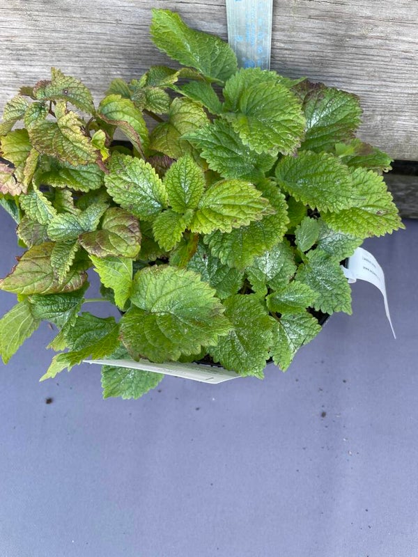 Lamium orvala / balm leaved red dead nettle - 3ltr pot