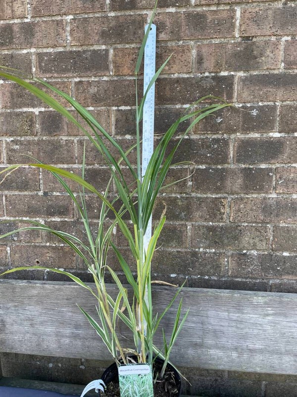 Miscanthus Cosmopolitan - 3ltr pot