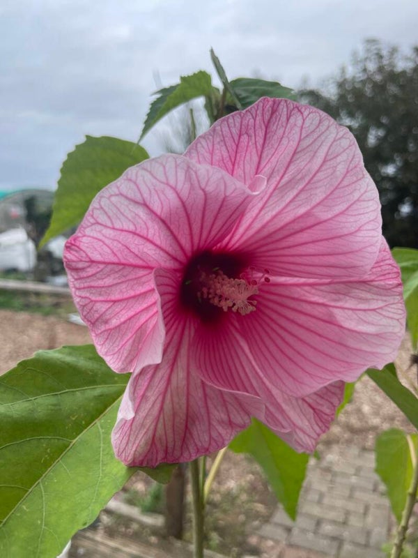 Hibiscus moscheutos PLANET® Solène  - 2ltr pot