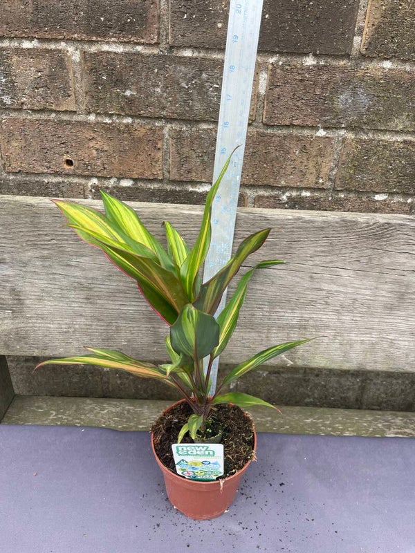 Cordyline kiwi - 10cm pot houseplant