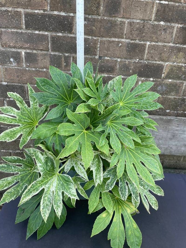 Fatsia Japonica Spiders web - 5ltr pot