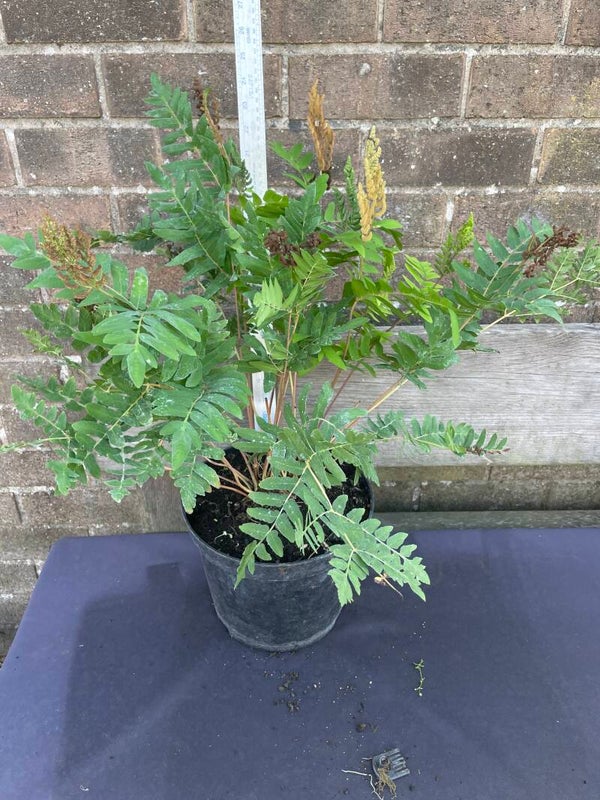 Osmunda regealis Pupurascens - 5ltr pot
