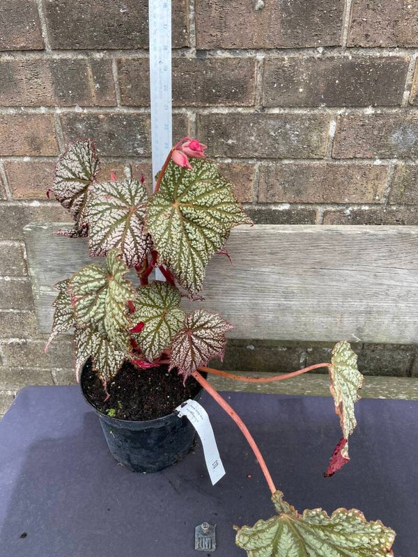 Begonia Stirling Moon - 3ltr pot