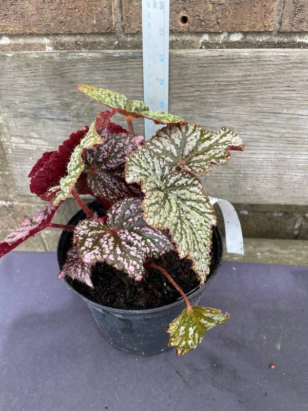 Begonia Little Moon - 3ltr pot