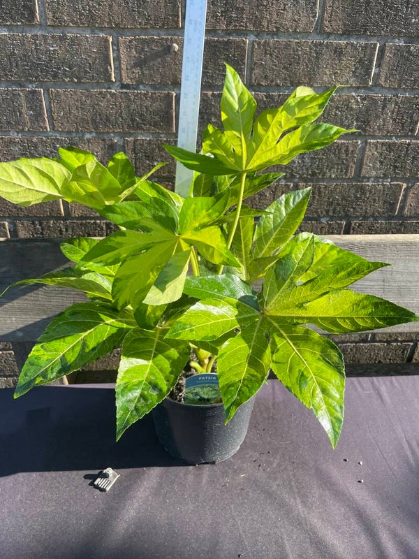 Fatsia Japonia Camouflage - 5ltr pot
