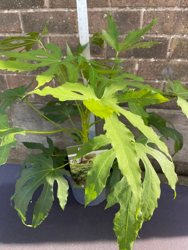 Fatsia polycarpa  Needhams Lace 3ltr pot