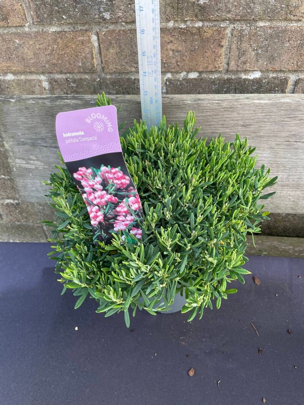 Andromeda polifolia Compacta - 2ltr evergreen
