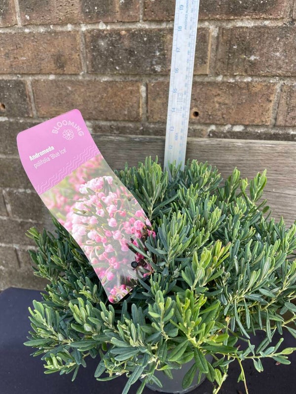 Andromeda polifolia Blue Ice - 2ltr pot evergreen