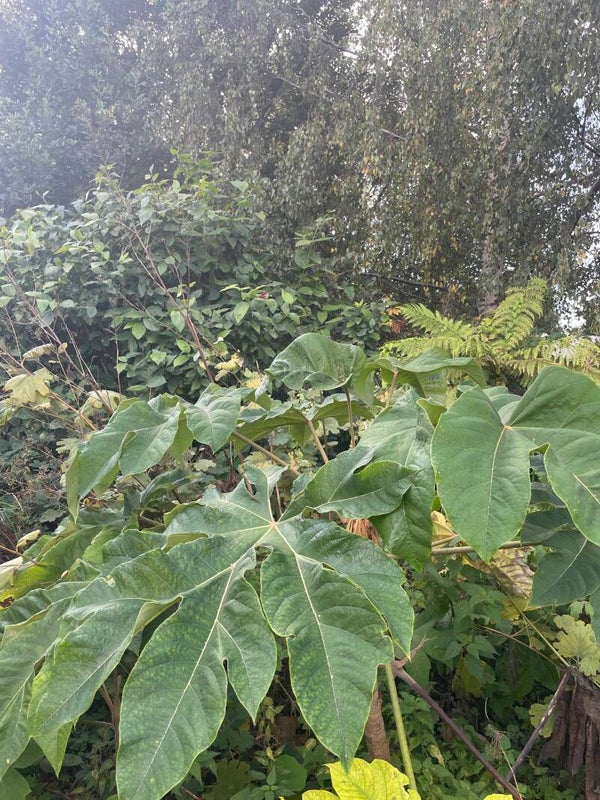 Tetrapanax papyrifer - 2ltr pot