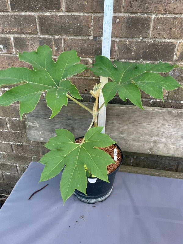 Tetrapanax Empress 5ltr pot