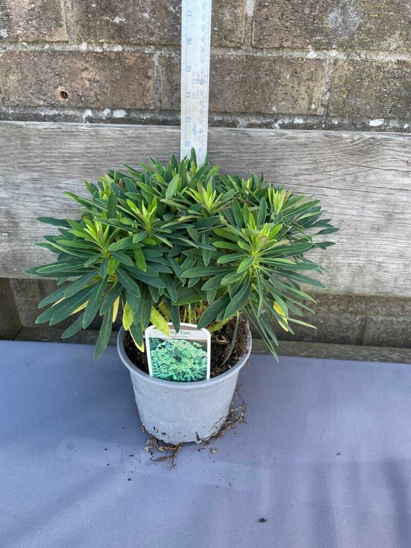 Euphorbia x martinii Tiny Tim - 2ltr pot