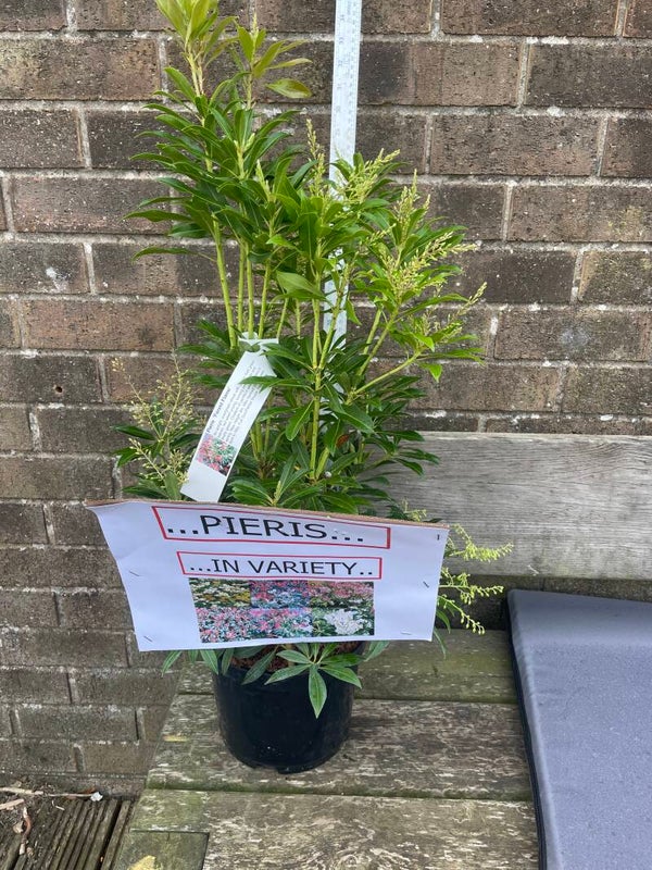 Pieris Forest Flame - 7.5ltr pot