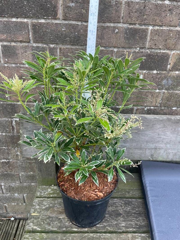 Pieris Flaming Silver - 7.5ltr pot