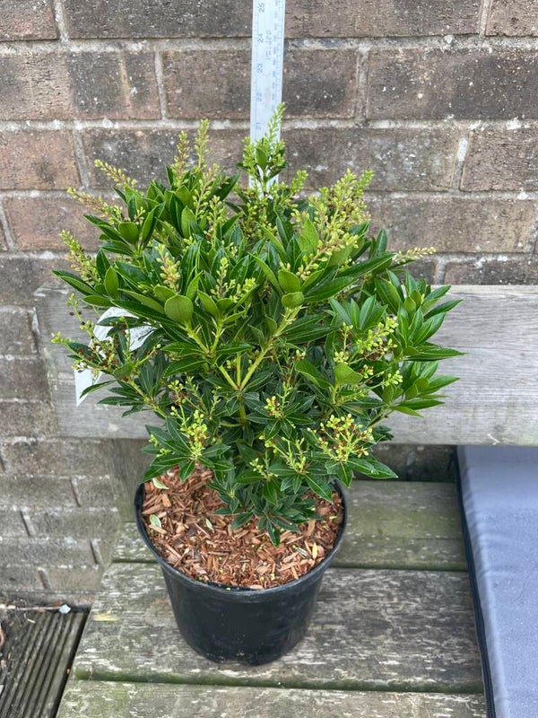 Pieris japonica Prelude - 7.5ltr pot
