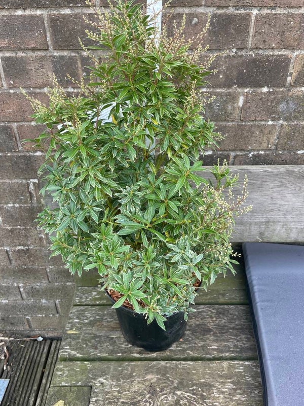 Pieris japonica Little Heath - 7.5ltr pot