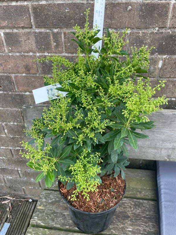 Pieris japonica Sarabande - 7.5ltr pot