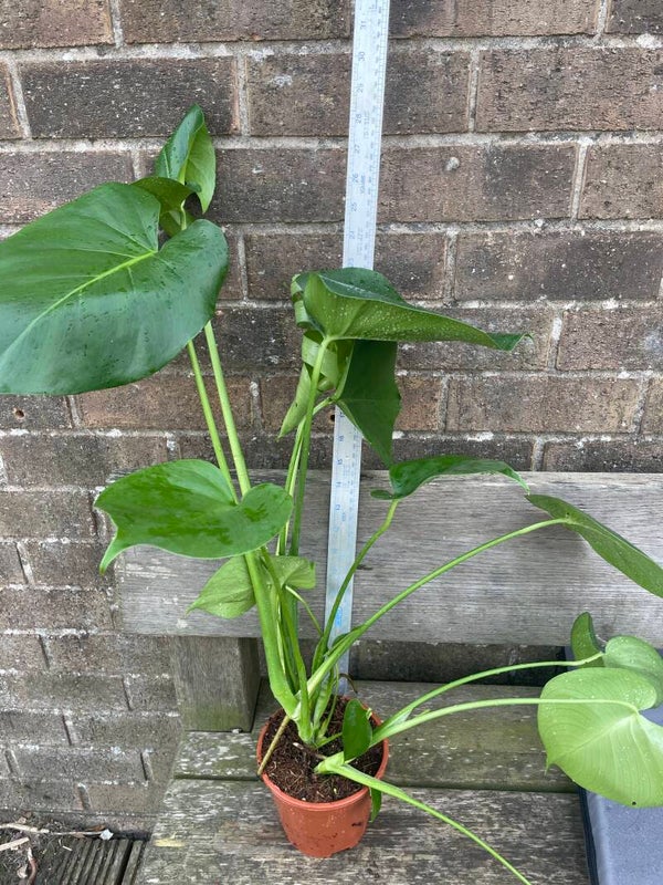 Monstera deliciosa - swiss cheese plant - 1ltr pot