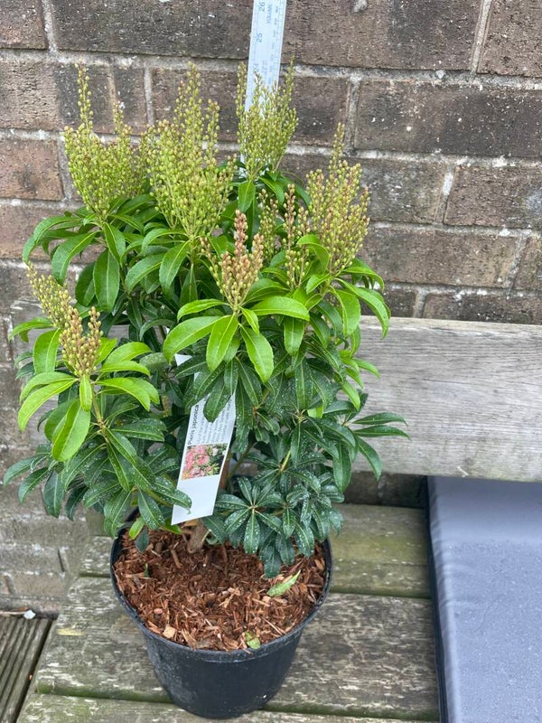 Pieris japonica Bonfire - 7.5ltr pot