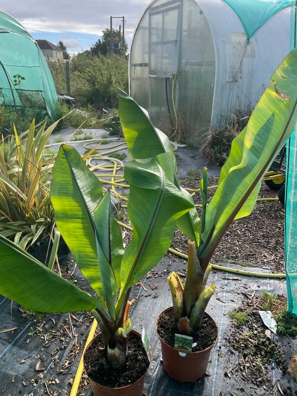 Ensete Hiniba 5ltr pot