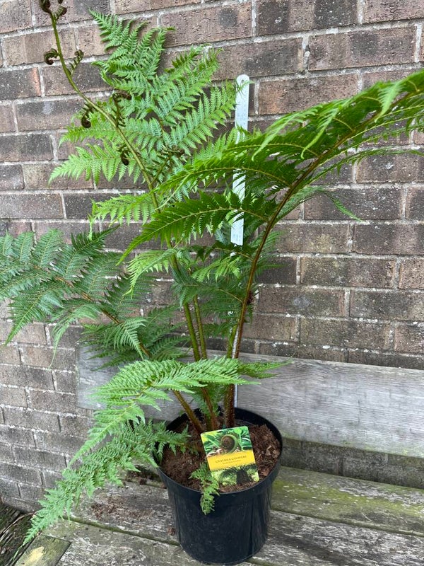 Cyathea Cooperi - 7.5ltr pot