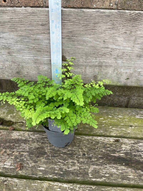 Adiantum raddianum - 1ltr pot Maidenhead fern