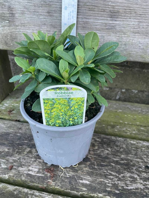Euphorbia Robbiae - 2ltr pot